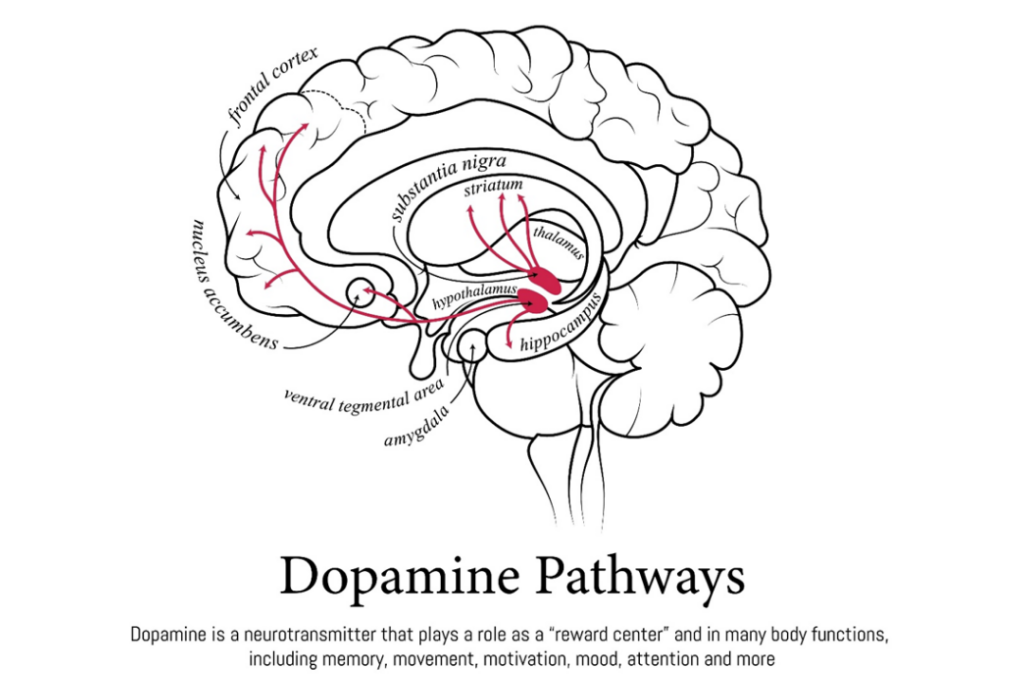 נתיבי הדופמין במוח המנגנון הביולוגי שגורם לנו להרגיש תחושת הישג לאחר אימון